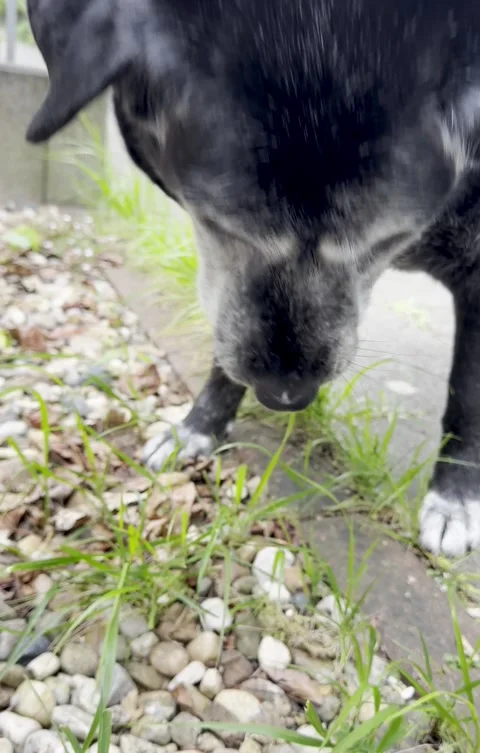 Dog eats green grass on the lawn Stock Footage 309888159