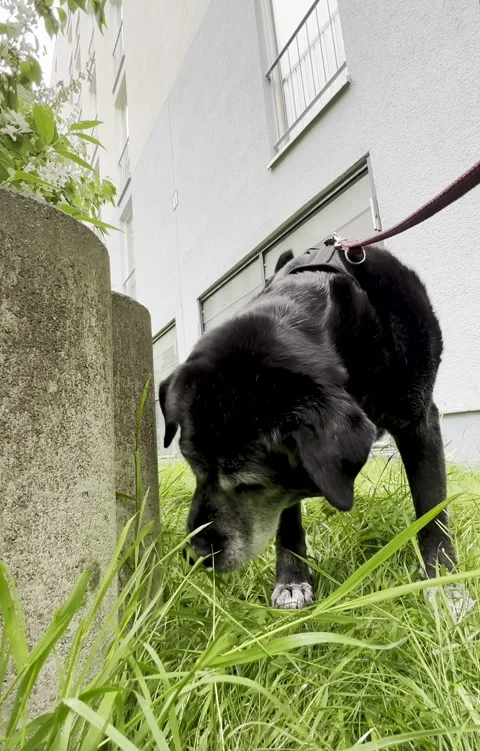 Dog eats green grass on the lawn Stock Footage 309888161