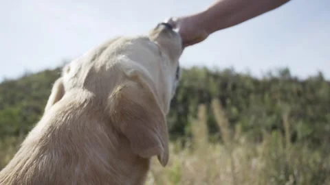 Dog eats from hand labrador, close-up, 4k Stock Footage 305004601