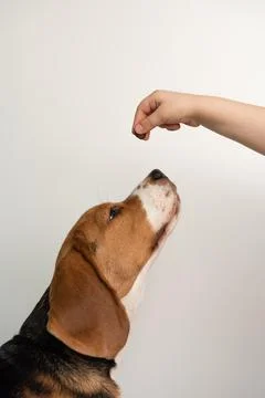 The dog eats from a hand, white background Stock-Fotos