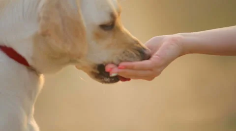 Dog eats with his hands of the owner. Stock Footage 57364990