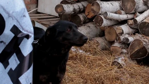 Dog eats with his hands of the owner. Portrait of black dog deserved meal. Stock Footage 82630418