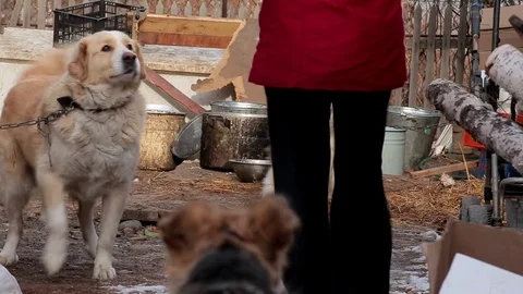 Dog eats with his hands of the owner. Portrait of few dogs deserved meal. Stock Footage 82630428