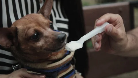 Dog eats ice cream Stock Footage 129899954