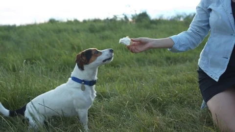 Dog eats ice cream from the hands of his mistress. Stock Footage 77020061