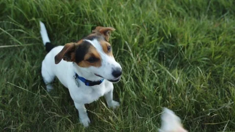 Dog eats ice cream from the hands of his mistress. Stock Footage 77020125