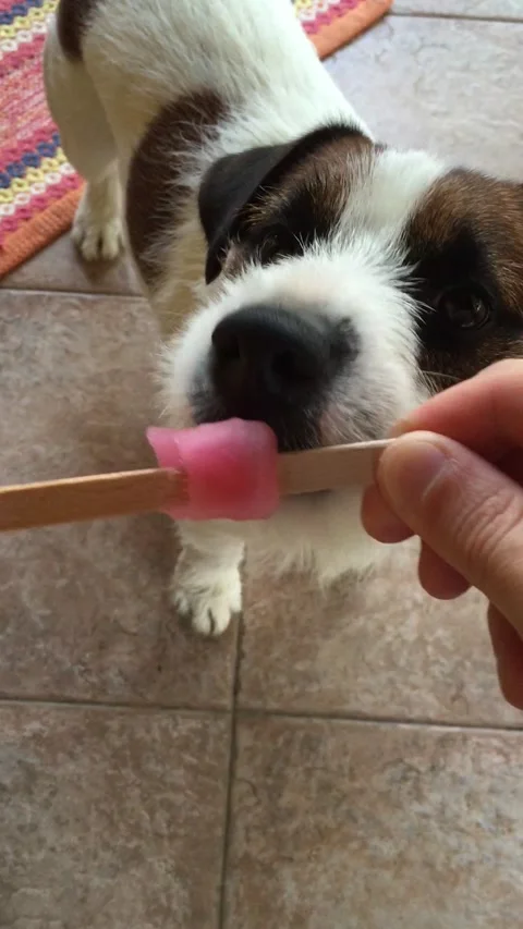 Dog eats icicle Stock Footage 163412952