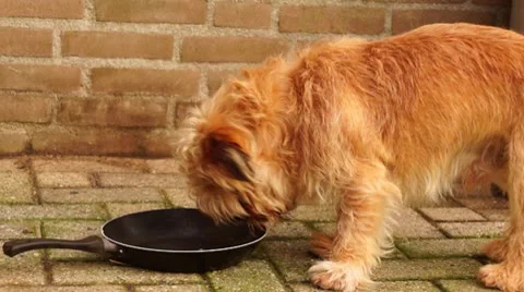 Dog eats leftovers Stock Footage 10610273