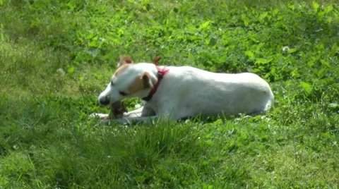 Dog eats meat and bone. Vídeos de archivo 49130999