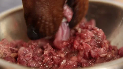 The dog eats meat from a plate. Macro. A pet is eating natural food. Vídeo Stock 170200710