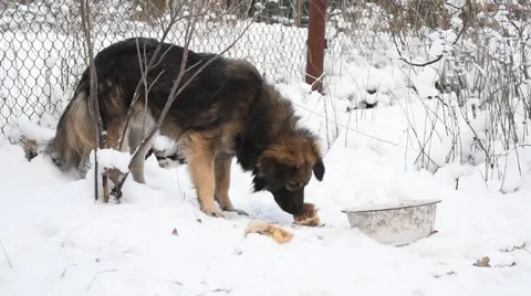 Dog eats meat on snow at winter Stock Footage 69018888