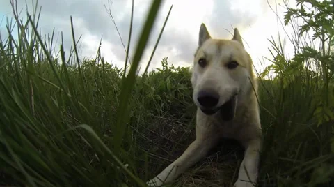 Dog eats mouse Video stock 37114402