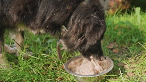 Dog eats outside. Canine delights in outdoor meal. Dog savors meal in open air Stock Footage 337828008