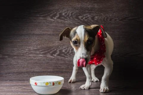 Dog eats from a plate Stock Photos