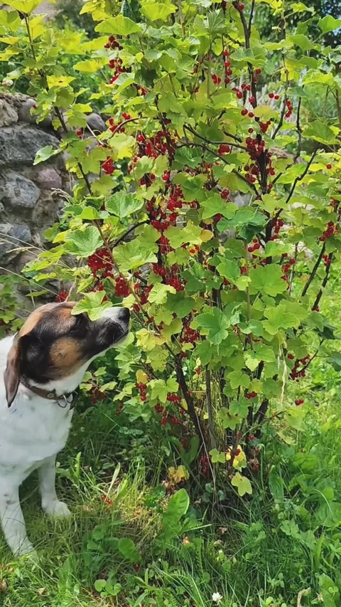 The dog eats red berries from a bush in the garden. Pets Stock Footage 276921624
