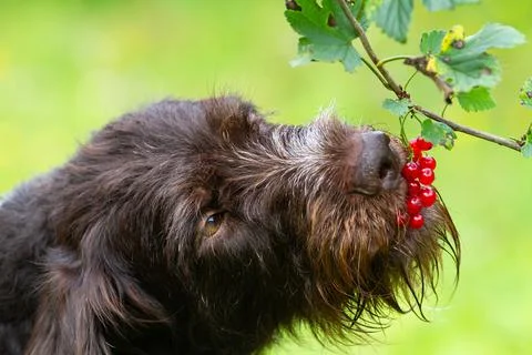 A dog eats red currant berries from a branch Stock Photos