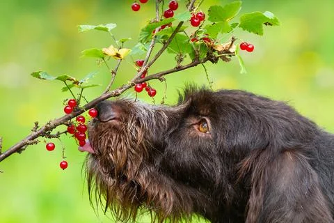 A dog eats red currant berries using its tongue Stock Photos