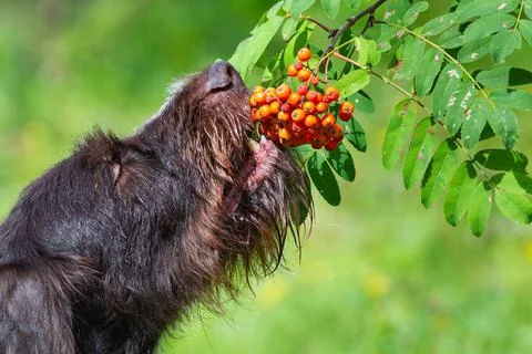 A dog eats rowan berries from a branch Stock Photos