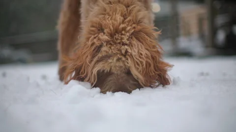 Dog Eats Snow - Golden Doodle Adult Dog playing in Snow 스톡 동영상 297636873