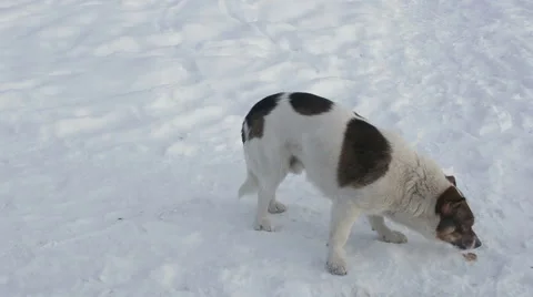 Dog eats on the street in winter Stock Footage 65180481