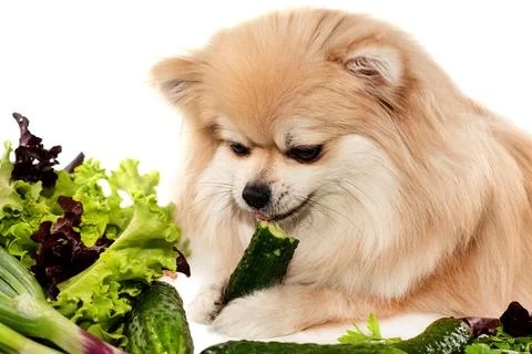 The dog eats vegetables, cucumbers, salad, onions. Pomeranian. Healthy food Foto stock