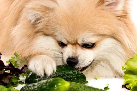 The dog eats vegetables, cucumbers, salad, onions. Pomeranian. Healthy food Stock Photos