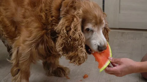 Dog eats a watermelon. red cocker spaniel eats vitamins Stock Footage 161462231