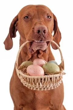 Dog with egg basket Stock Photos