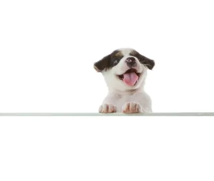 Dog with empty boar Stock Photos