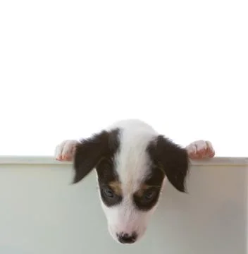 Dog with empty boar Stock Photos