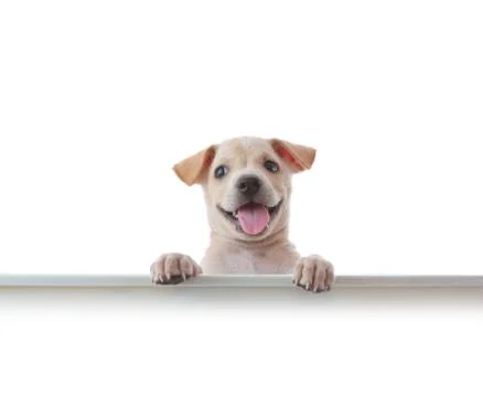Dog with empty boar Stock Photos