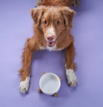 Dog with an empty bowl Stock Photos