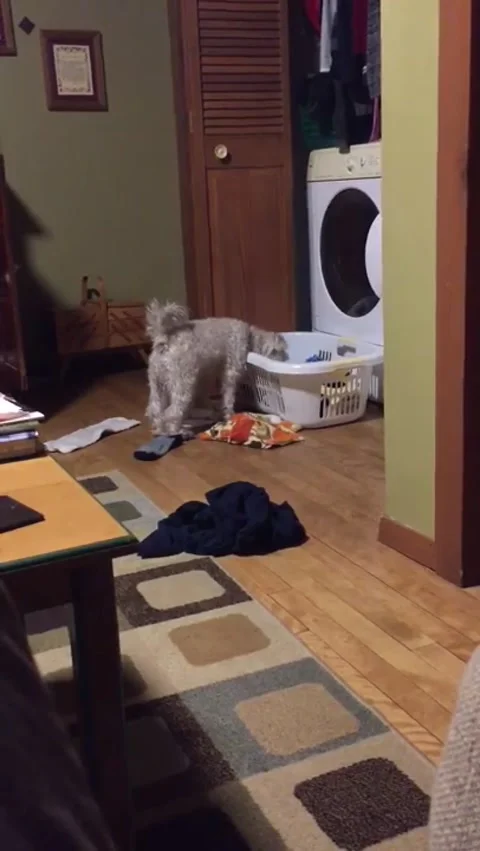 Dog emptying laundry basket Stock Footage 272939176