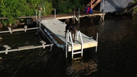 Dog at the end of a dock Stock Footage 114441151