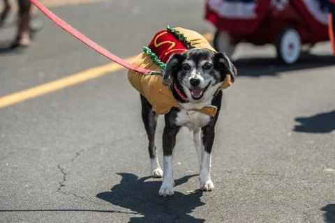 Dog enduring hot outift while walking. Stock Photos