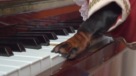 Dog energetically masterfully plays piano, presses key with its paws in camisole Video stock 246774732