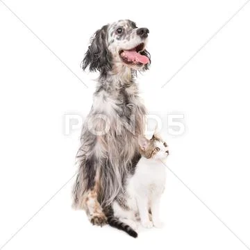 Dog english setter and domestic cat Stock Photos