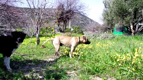 A dog enjoy the environment of spring Stock Footage 104335209