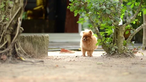 Dog enjoy playing on ground Stock Footage 73209545