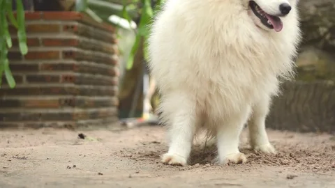 Dog enjoy playing on ground Stock Footage 73209708