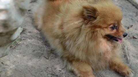 Dog enjoy sleeping on ground Stock Footage 62647680