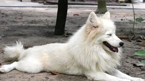 Dog enjoy sleeping on ground Stock Footage 62647885