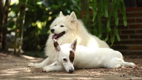 Dog enjoy sleeping on ground Stock Footage 73209685