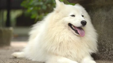 Dog enjoy sleeping on ground Video stock 73209707