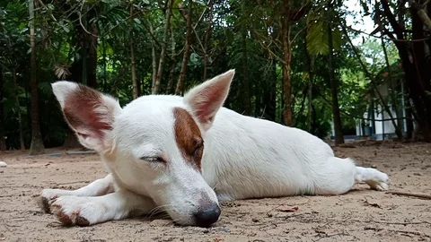 Dog enjoy sleeping on ground Stock Footage 91089758