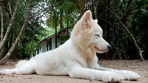 Dog enjoy sleeping on ground Stock Footage 91089779