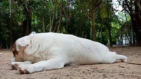 Dog enjoy sleeping on ground Stock Footage 91089780