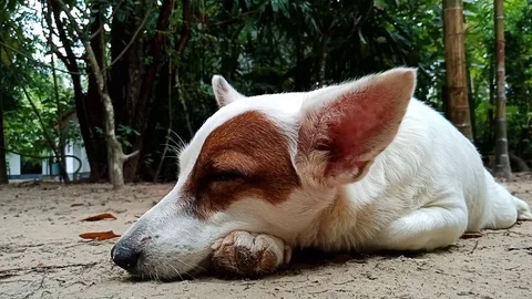 Dog enjoy sleeping on ground Stock Footage 91089785