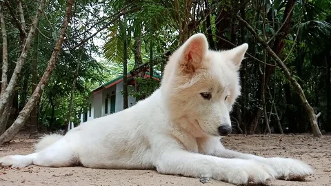 Dog enjoy sleeping on ground Stock Footage 91089787