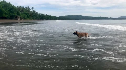 Dog enjoying the beach Stock Footage 197065544